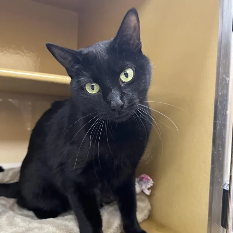 Snowball thumbnail 3