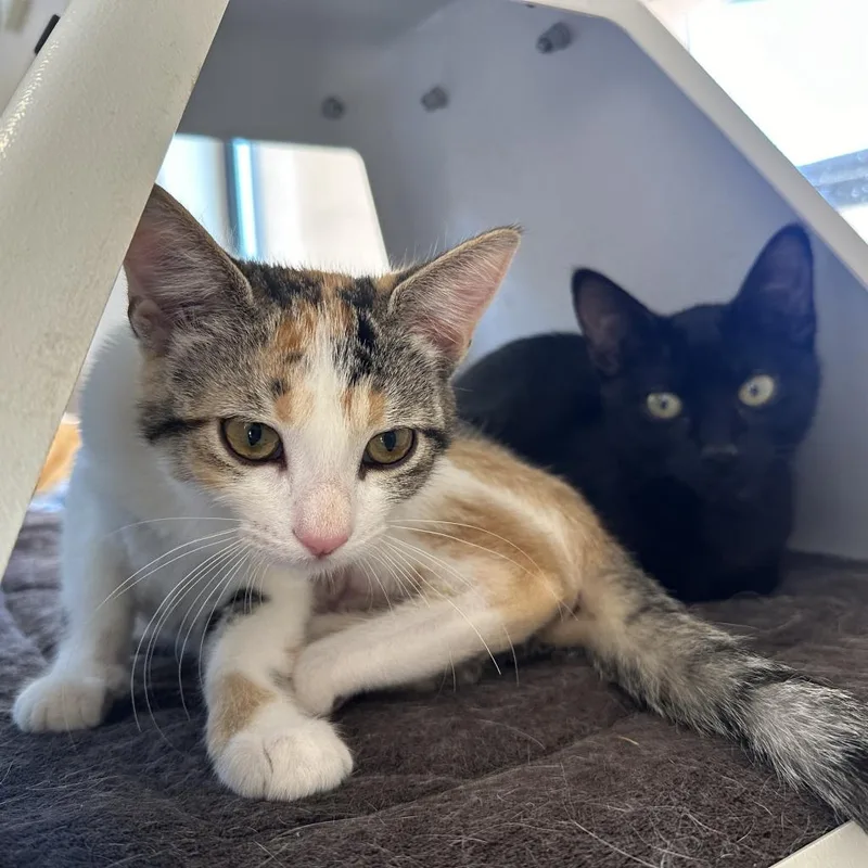 Snowball thumbnail 4