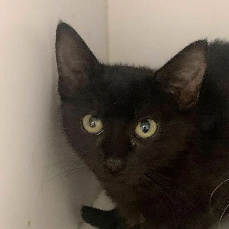 Snowball thumbnail 5