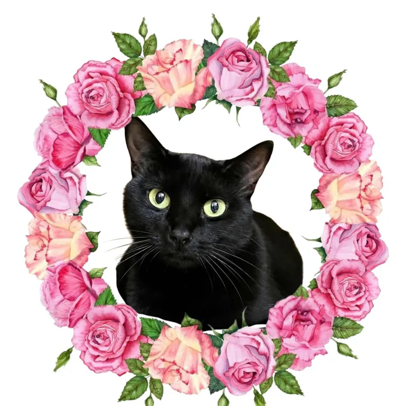 Snowball thumbnail 6