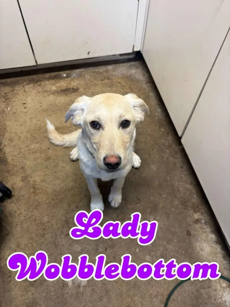 Lady Wobblebottom