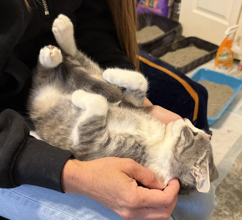 Brutus Bondedtomissyelliott thumbnail 2