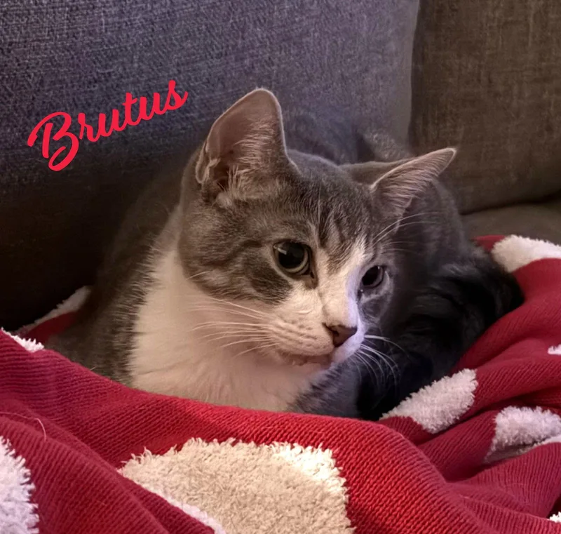 Brutus Bondedtomissyelliott