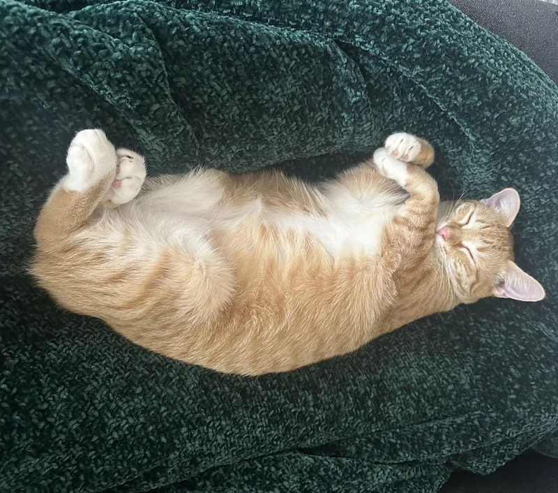 Cheeto Bestieofcheets thumbnail 2