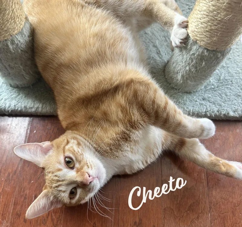 Cheeto Bestieofcheets