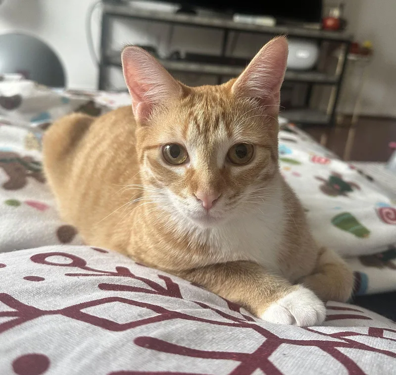 Cheeto Bestieofcheets thumbnail 3