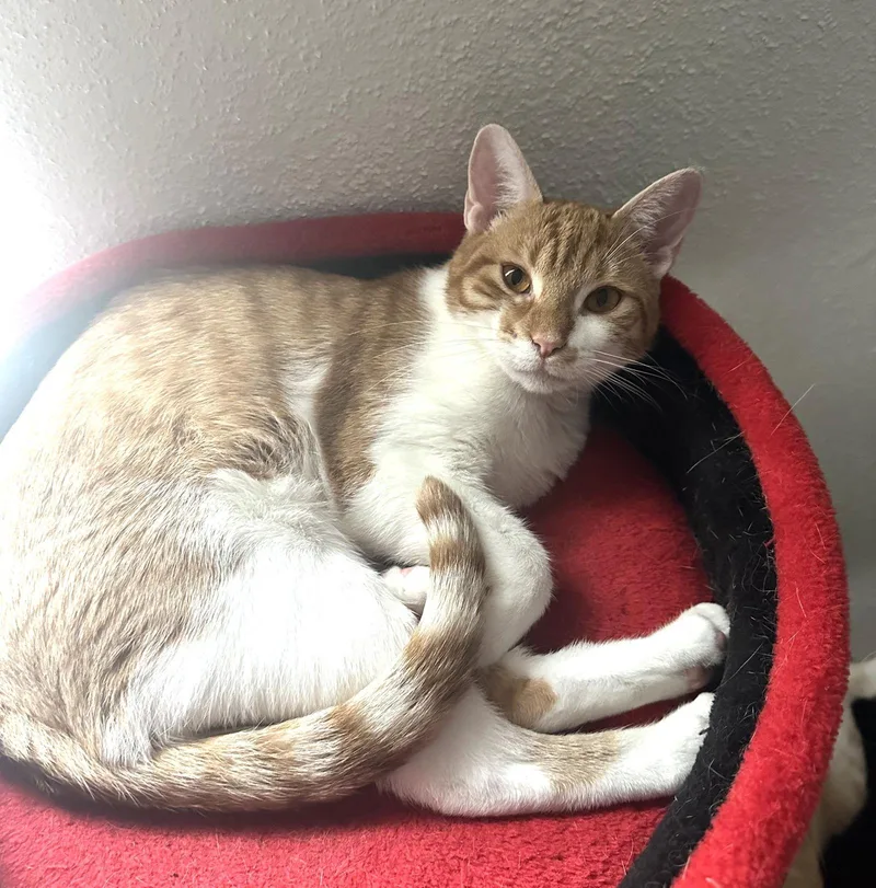 Cheets Bestieofcheeto thumbnail 2