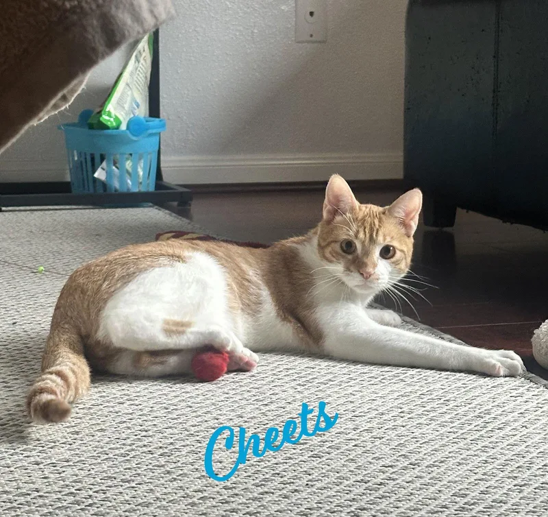 Cheets Bestieofcheeto