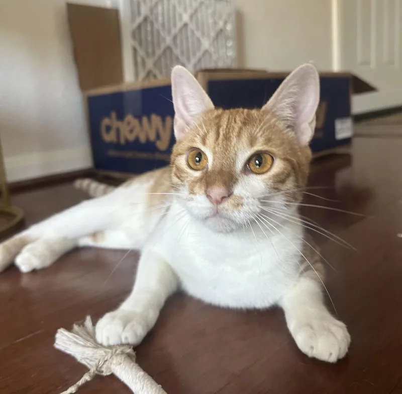 Cheets Bestieofcheeto thumbnail 3