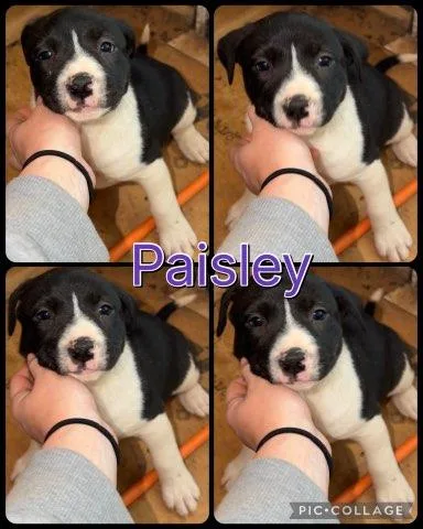 Paisley thumbnail 2
