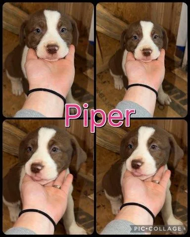 Piper thumbnail 2