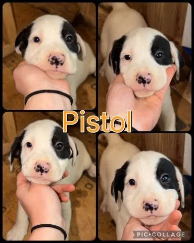 Pistol thumbnail 2