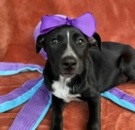 Rosemary thumbnail 2