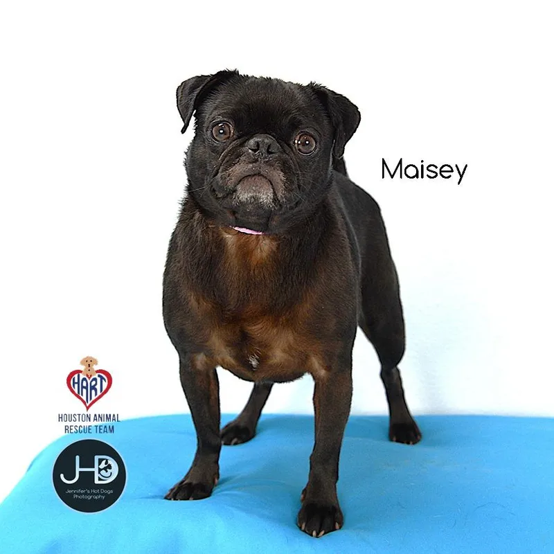 Maisey thumbnail 2