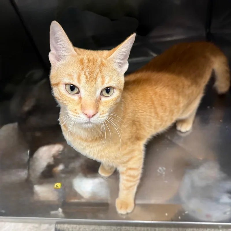 Huckleberry thumbnail 2