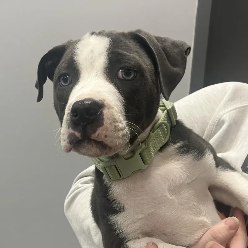 A young medium-sized male Gray / Blue / Silver Mixed Breed dog named Auk for adoption in Cape Girardeau, MO
