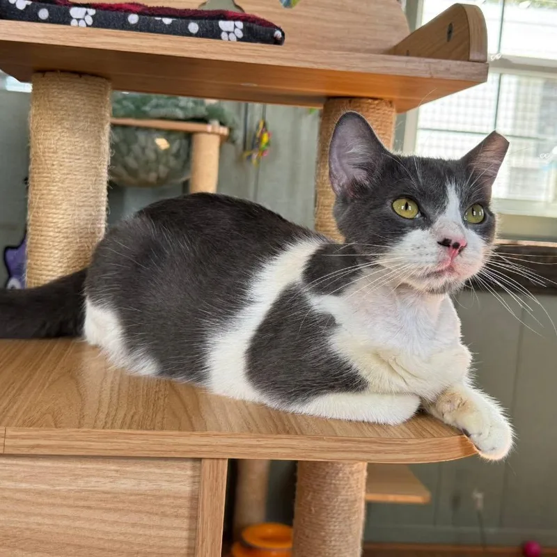 Jack Frost thumbnail 2