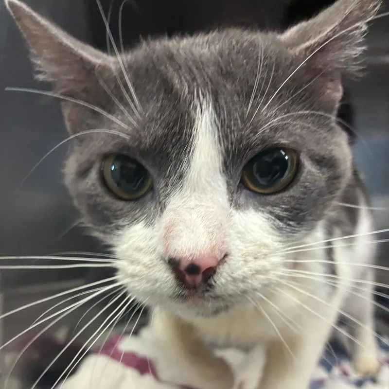 Jack Frost thumbnail 3