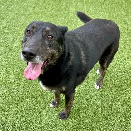 Bullwinkle thumbnail 2