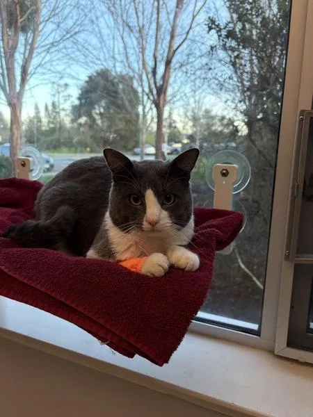 Timotheo thumbnail 2