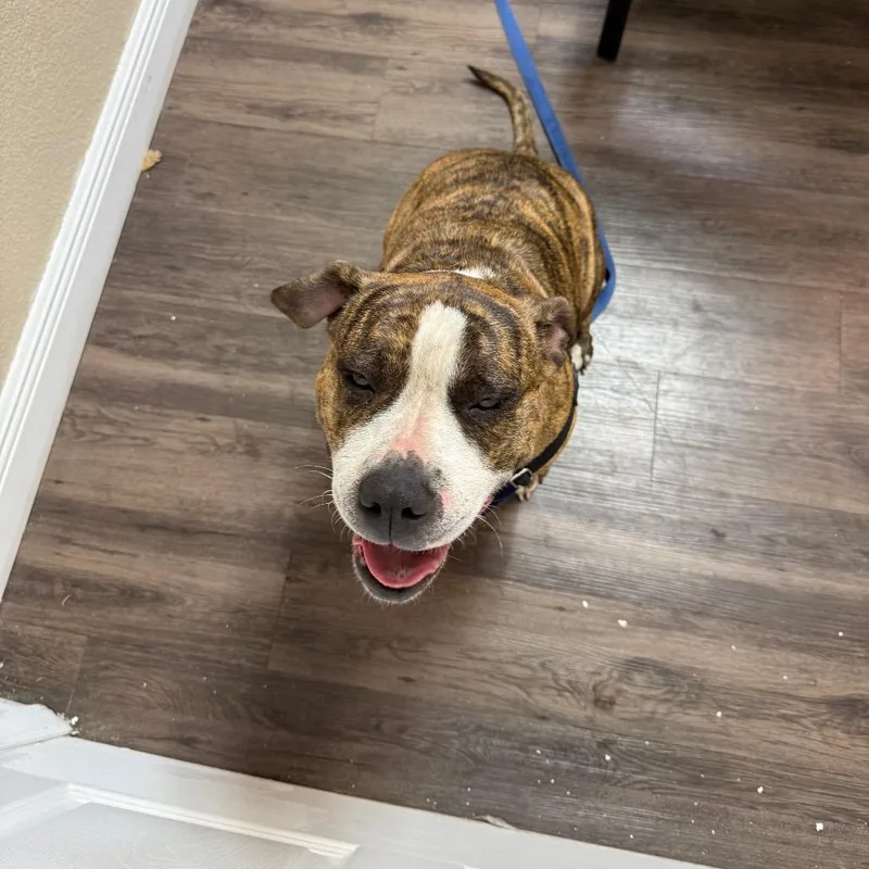 Meatball thumbnail 2