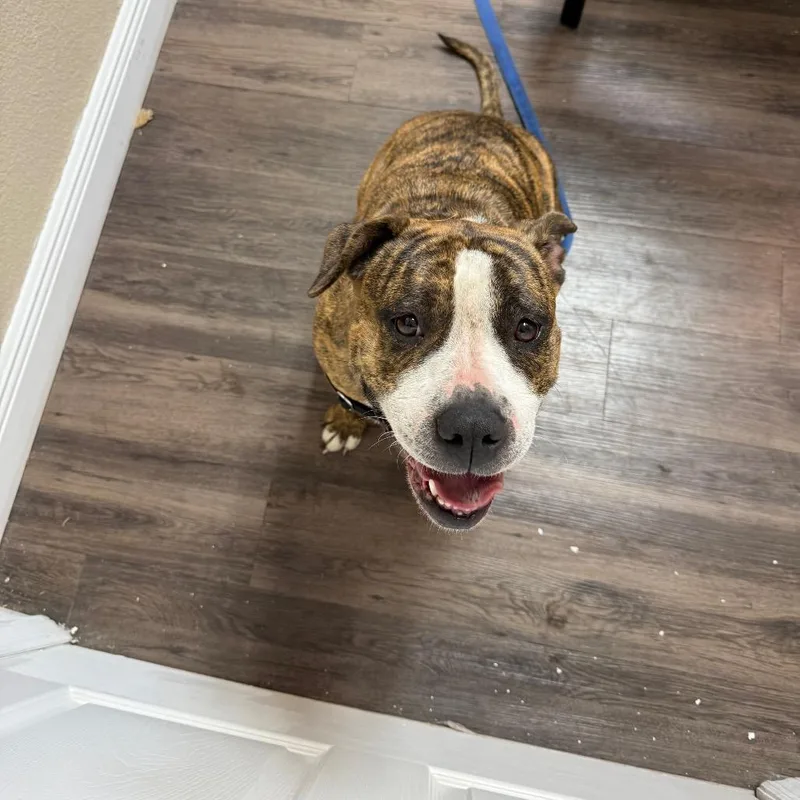 Meatball thumbnail 3