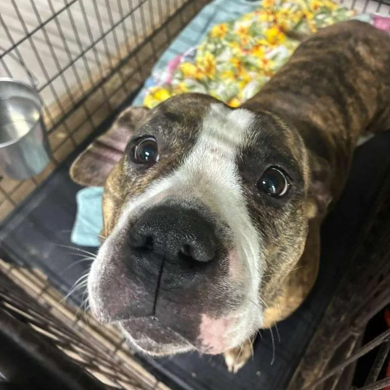 Meatball thumbnail 4