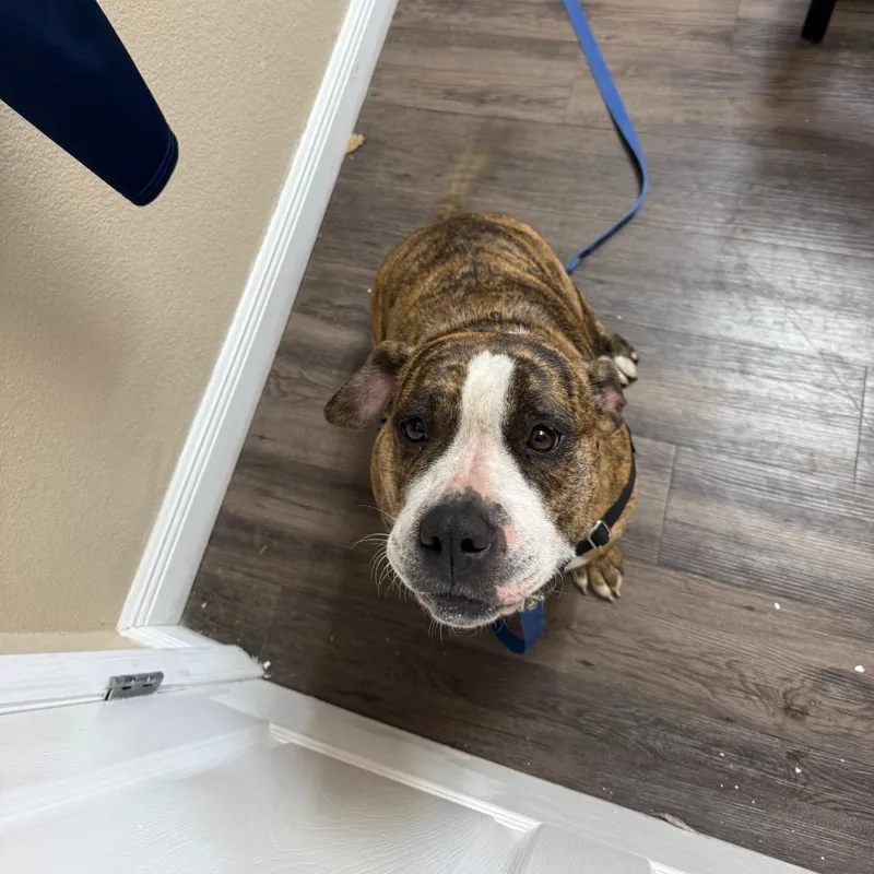 Meatball thumbnail 5