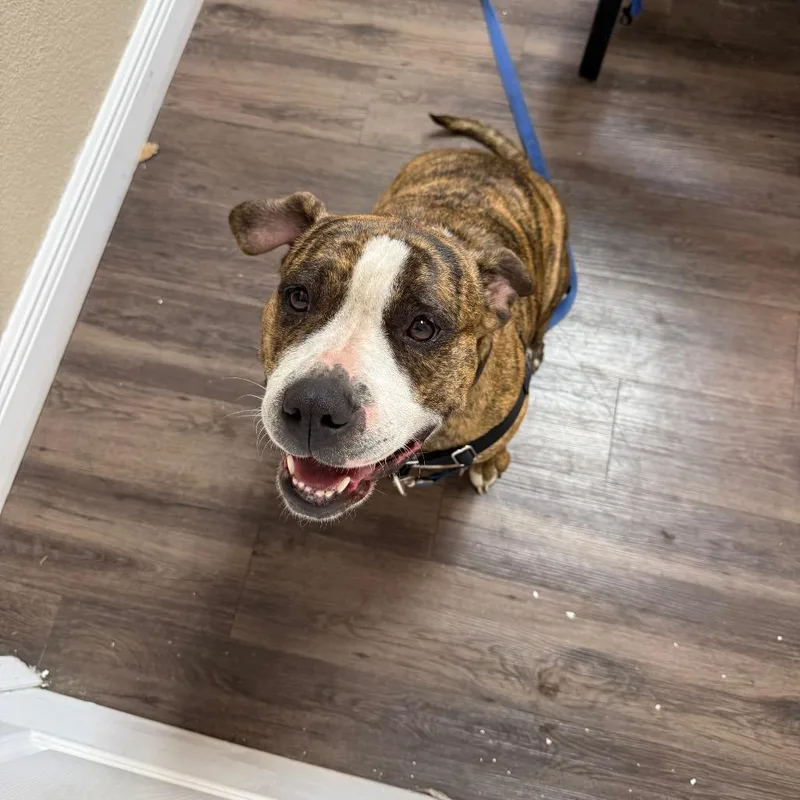 Meatball thumbnail 6