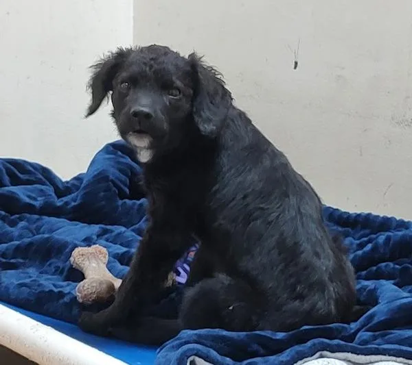 Blackberry thumbnail 2