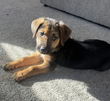 Dumbledore thumbnail 2