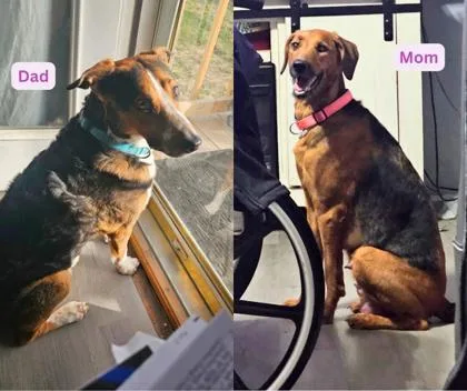 Dumbledore thumbnail 3