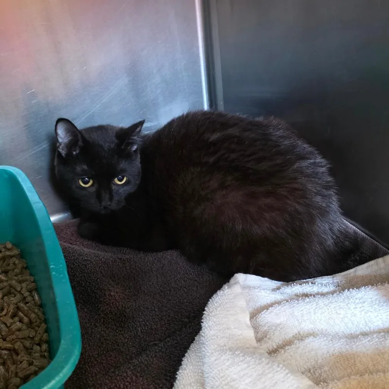 Josette: Visit Me At