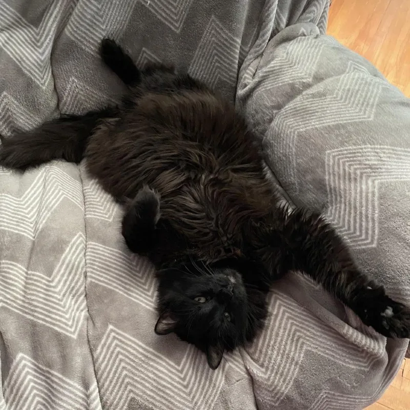 Nighthawk thumbnail 2