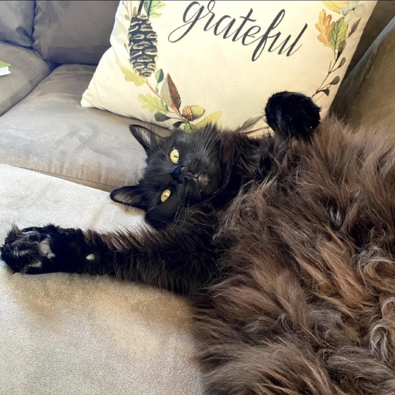 Nighthawk thumbnail 5