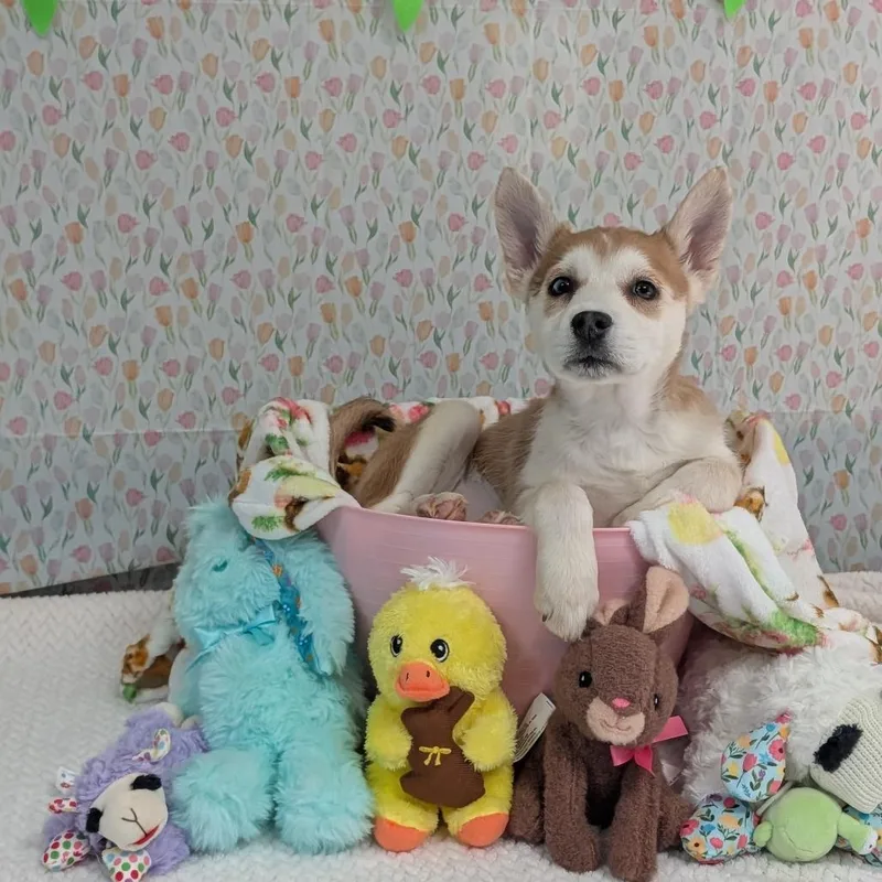 Snowboard thumbnail 2