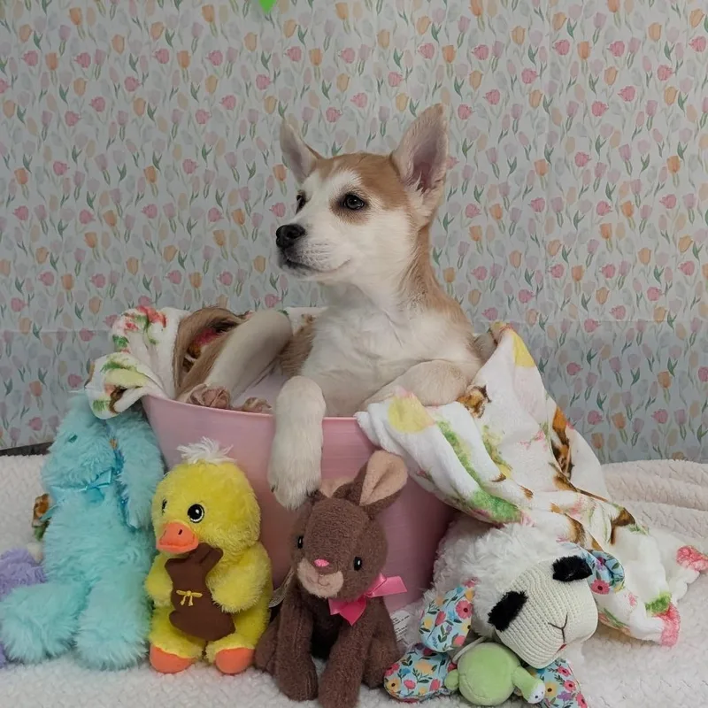 Snowboard thumbnail 3