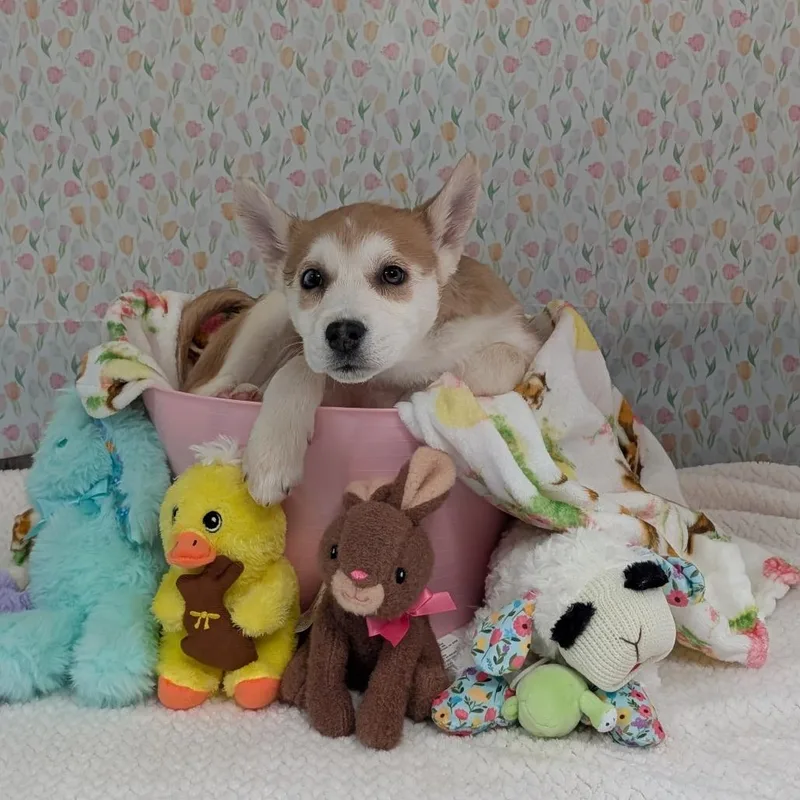 Snowboard thumbnail 4