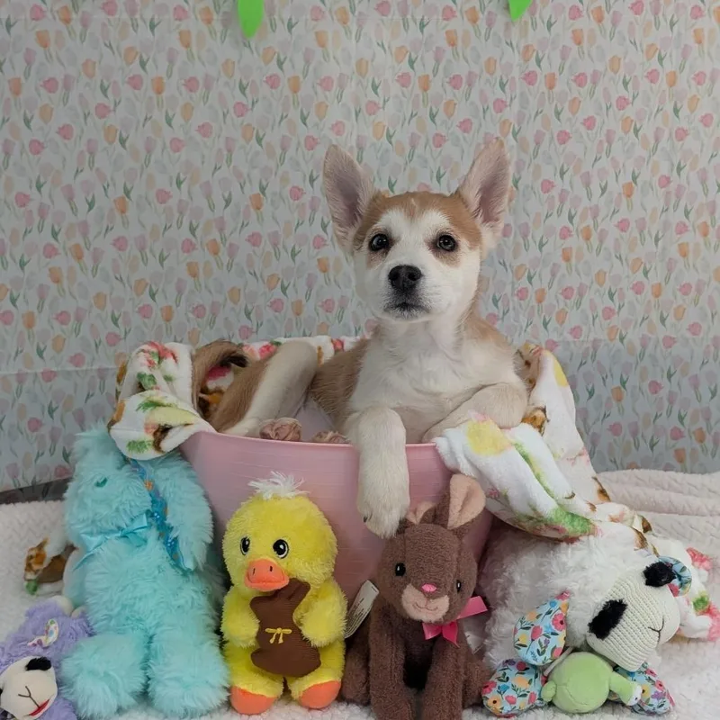 Snowboard thumbnail 5