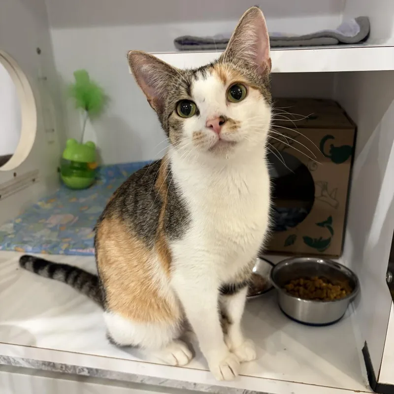 Chatty Cathy thumbnail 2