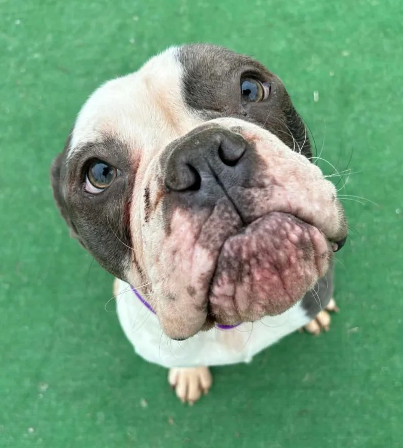 Mr. Magoo thumbnail 2