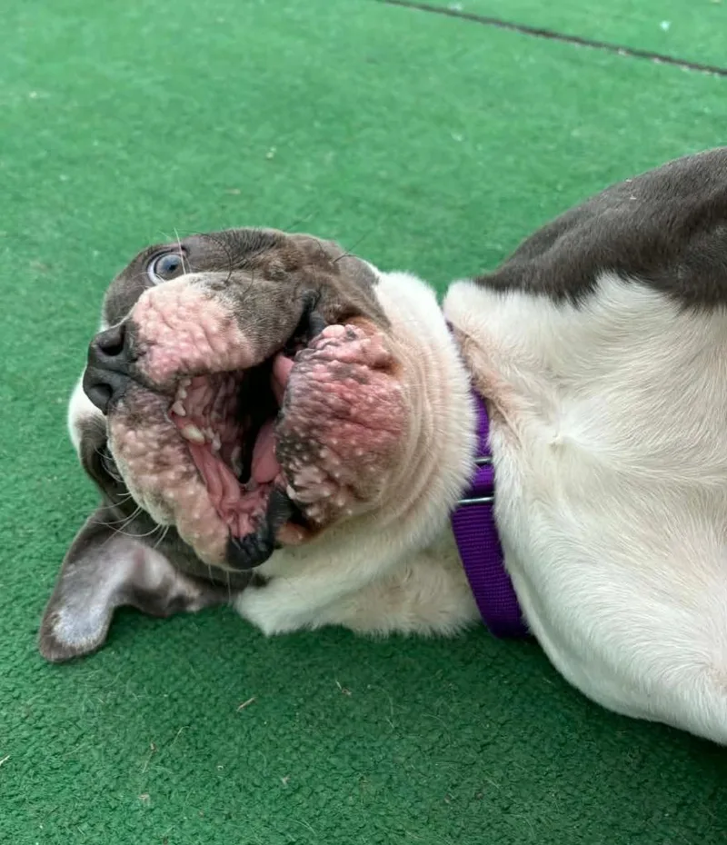 Mr. Magoo thumbnail 3