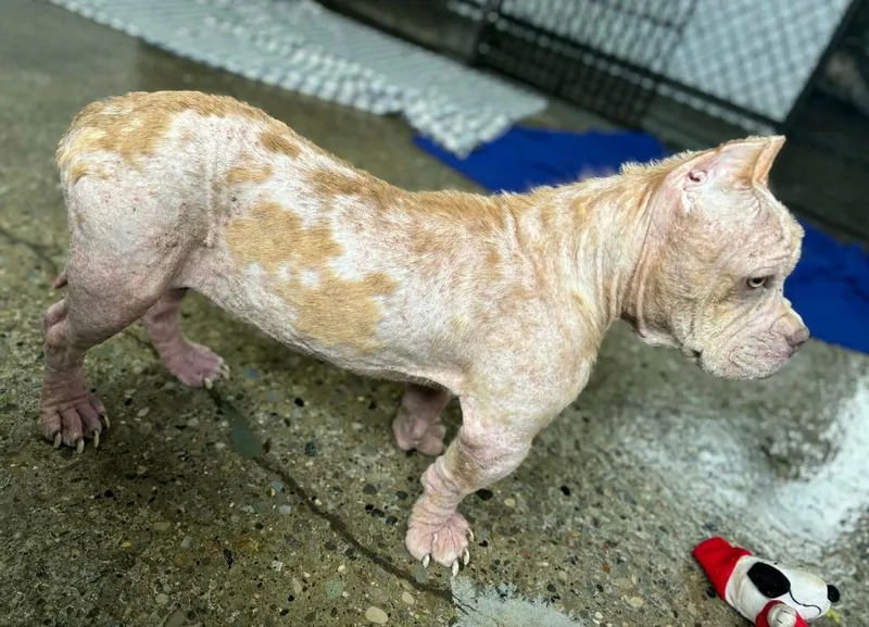 Tinkerbell thumbnail 2