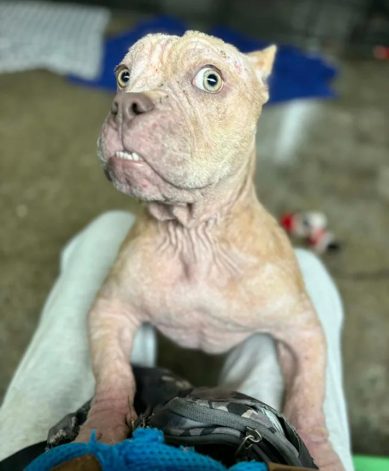 Tinkerbell thumbnail 3