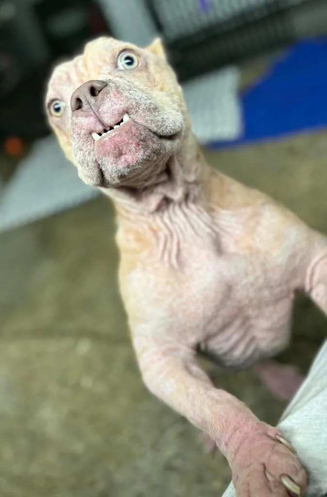 Tinkerbell thumbnail 4