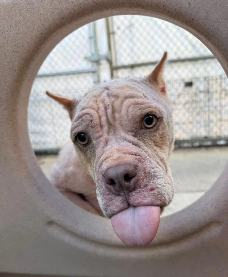 Tinkerbell thumbnail 6