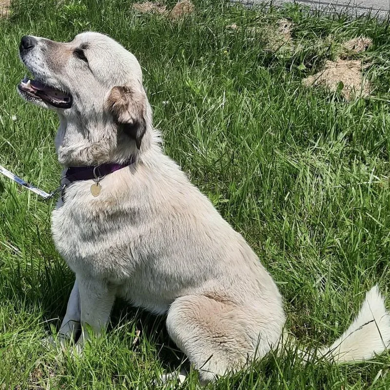 Dulce   Anatolian thumbnail 3