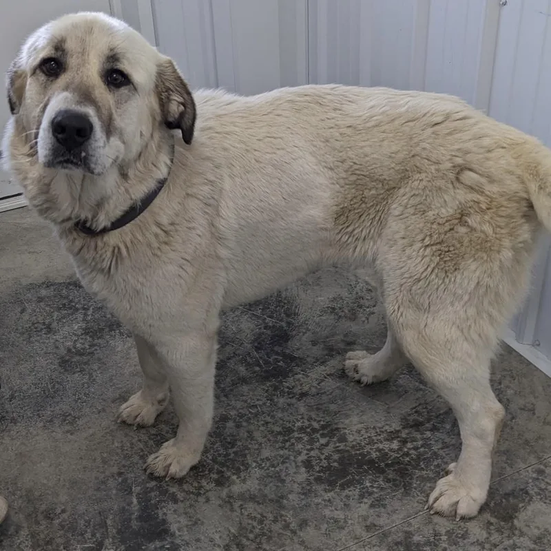 Dulce   Anatolian thumbnail 6