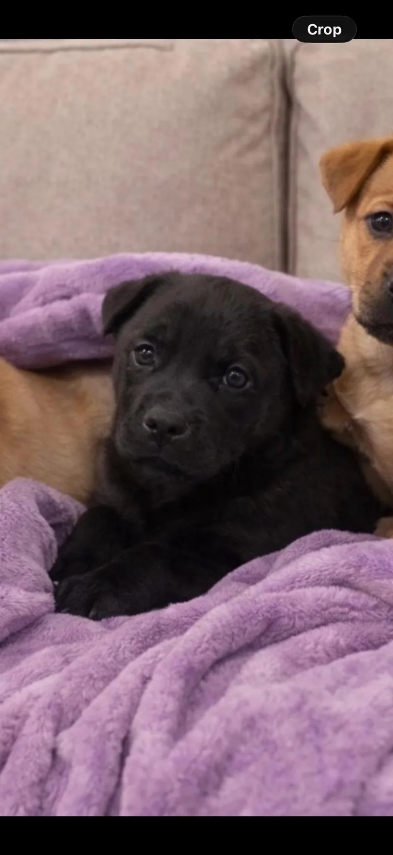 Happy Meal thumbnail 2