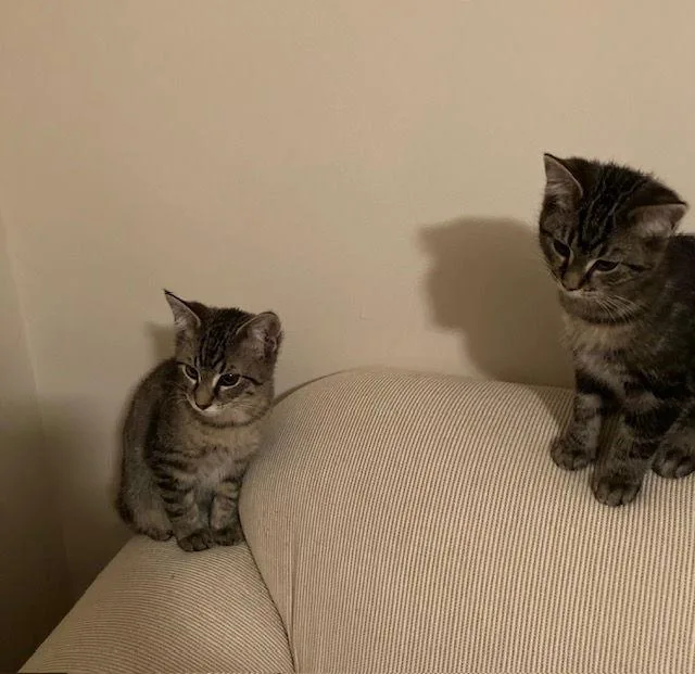 Maze Bonded With Leaf thumbnail 2